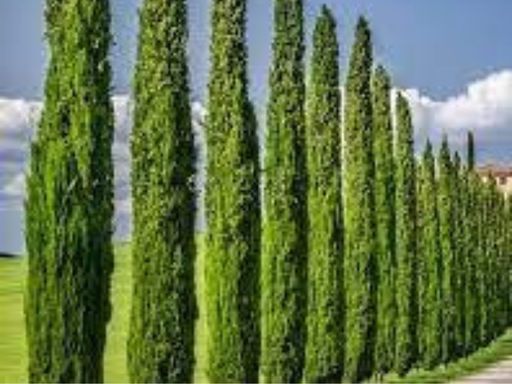 italian-cypress-tree-in-pensacola