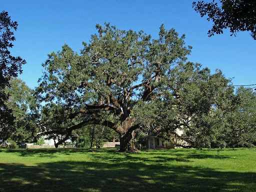 live-oak-tree-in-pensacola