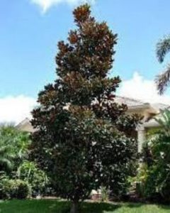 magnolia-DD-blanchard-in-pensacola