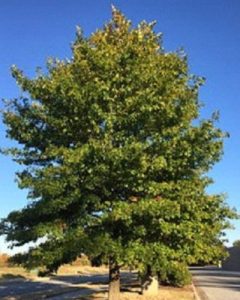 nuttall-oak-tree-in-pensacola