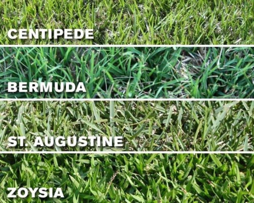 types-of-sod-in-pensacola