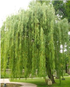 weeping-willow-tree-in-pensacola