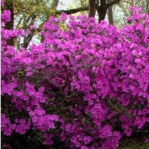 azalea-formosa-shrub-in-pensacola