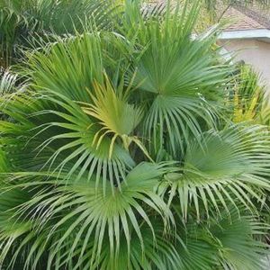 chinese-fan-palms-and-grass-in-pensacola