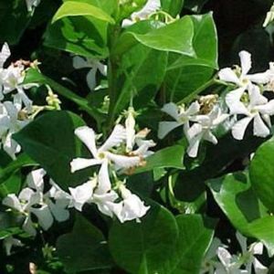 confederate-jasmine-perennial-in-pensacola