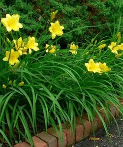daylily-perennial-in-pensacola