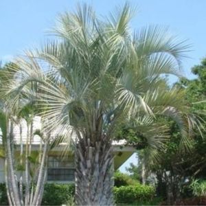 palm-buita-pindo-palms-and-grass-in-pensacola
