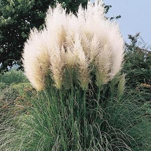 pampas-grass-palms-and-grass-in-pensacola