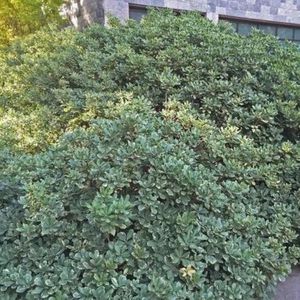 pittosporum-variegated-shrub-in-pensacola