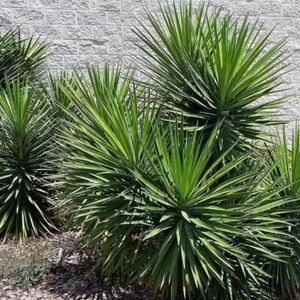 yucca-perennial-in-pensacola