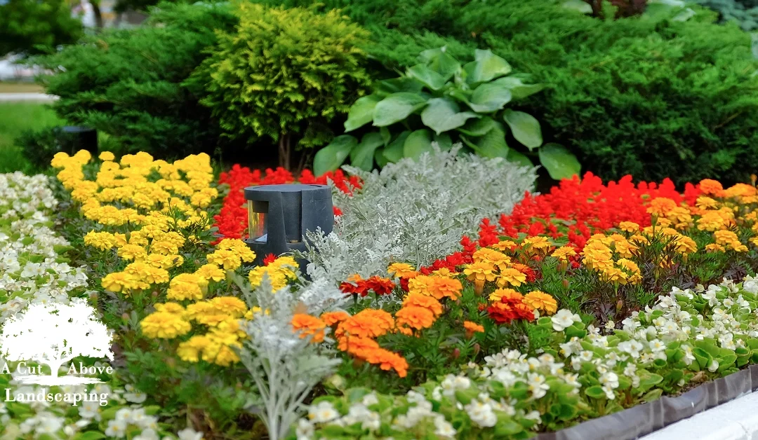 Top 10 Native Plants for Florida Gardens