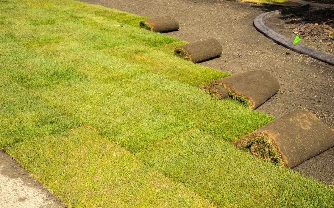 Sod Care